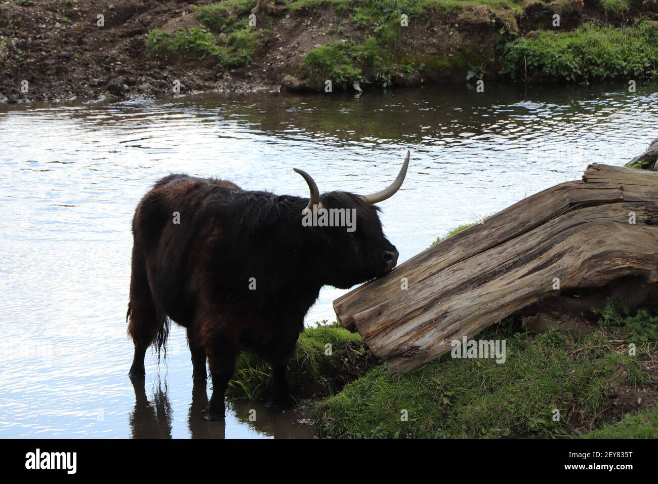 Highland cow in river hi-res stock photography and images - Alamy