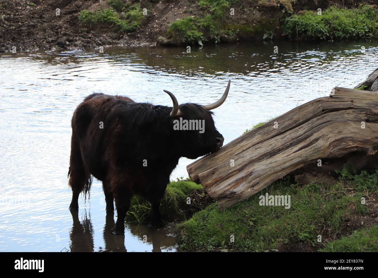 Highland cow in water hi-res stock photography and images - Alamy