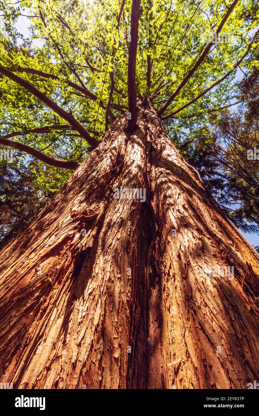 A vast redwood ( Metasequoia glyptostroboides) is lit up by green budding leaves and sunlight in the Spring Garden at the Biltmore Estate in Asheville Stock Photo