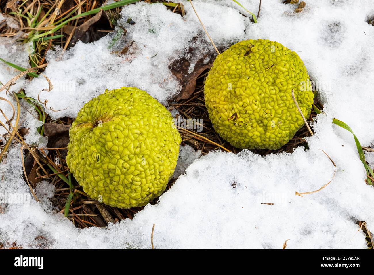 Osage Orange, Maclura pomifera, fruit in winter in central Michigan, USA Stock Photo