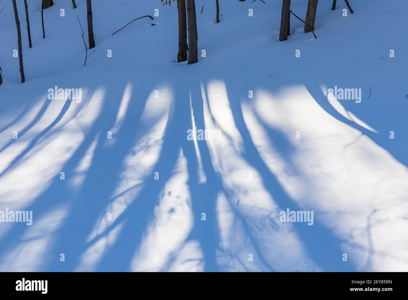 Tree shadows on a sunny day in winter in central Michigan, USA Stock Photo