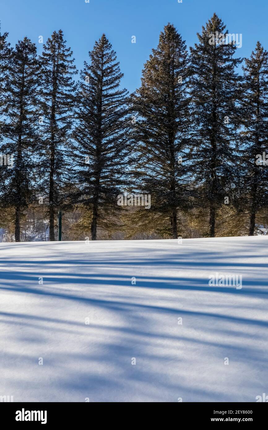 Tree shadows on a sunny day in winter in central Michigan, USA Stock Photo