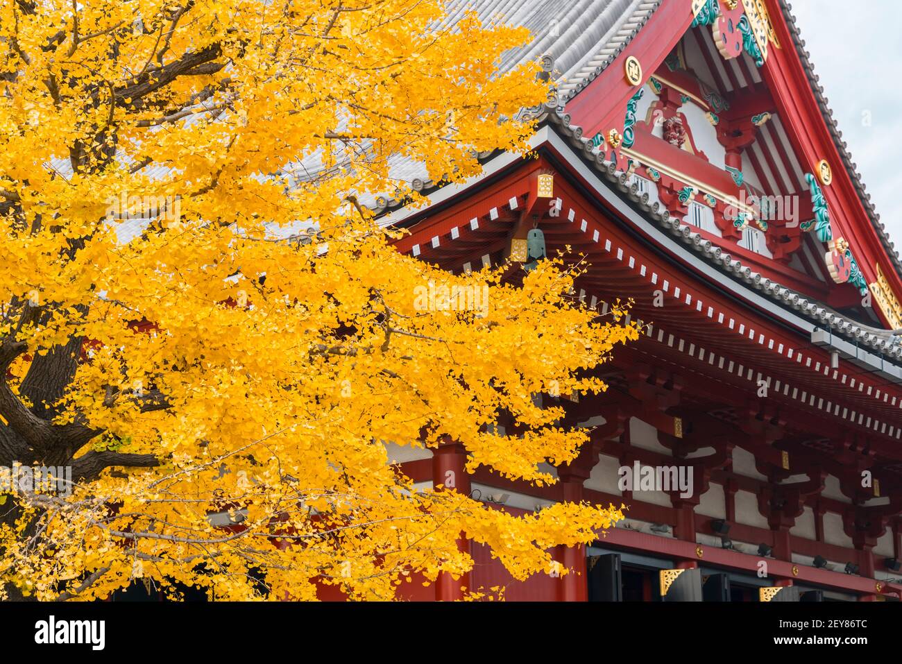 Autumnal tree stands beside Gokuden at Sensoji Temple