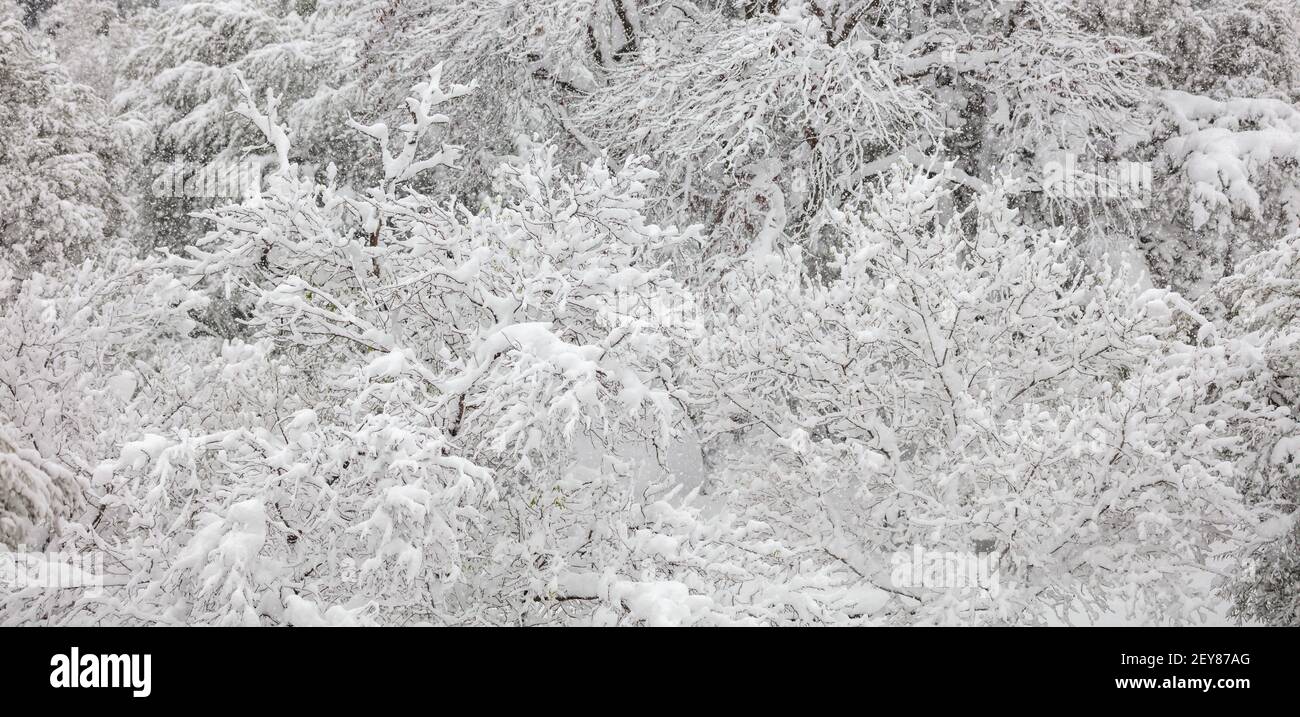 Winter scene concept. Snow white color against black branches background, texture. Trees covered with snowflakes, frozen nature and the snowfall conti Stock Photo
