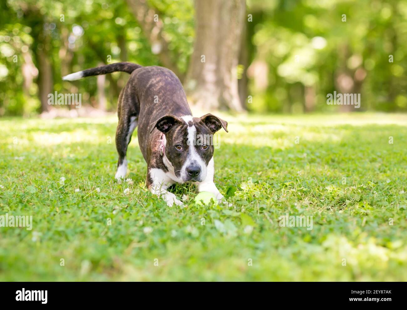 A playful brindle and white mixed breed dog in a play bow position with a ball between its paws Stock Photo