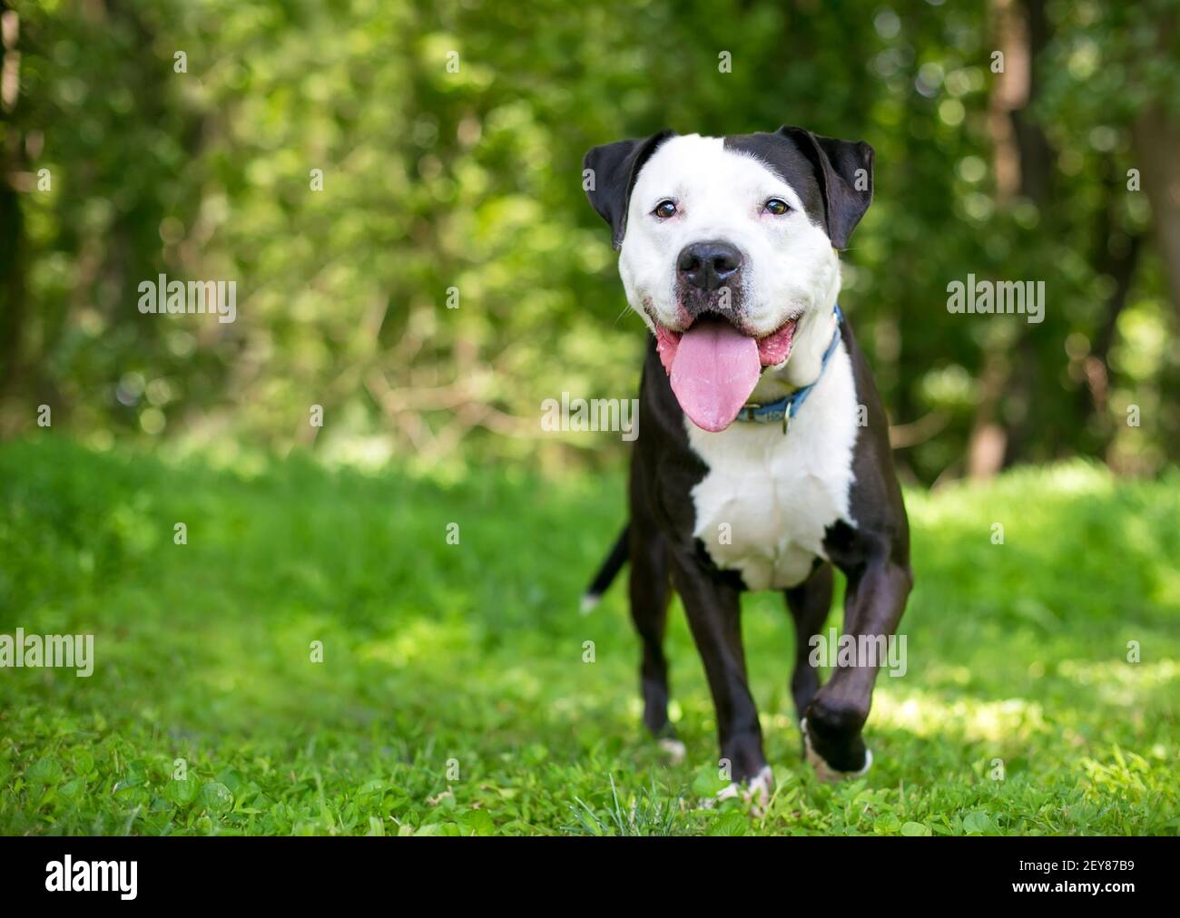 Page 5 Terrier High Resolution Stock Photography And Images Alamy