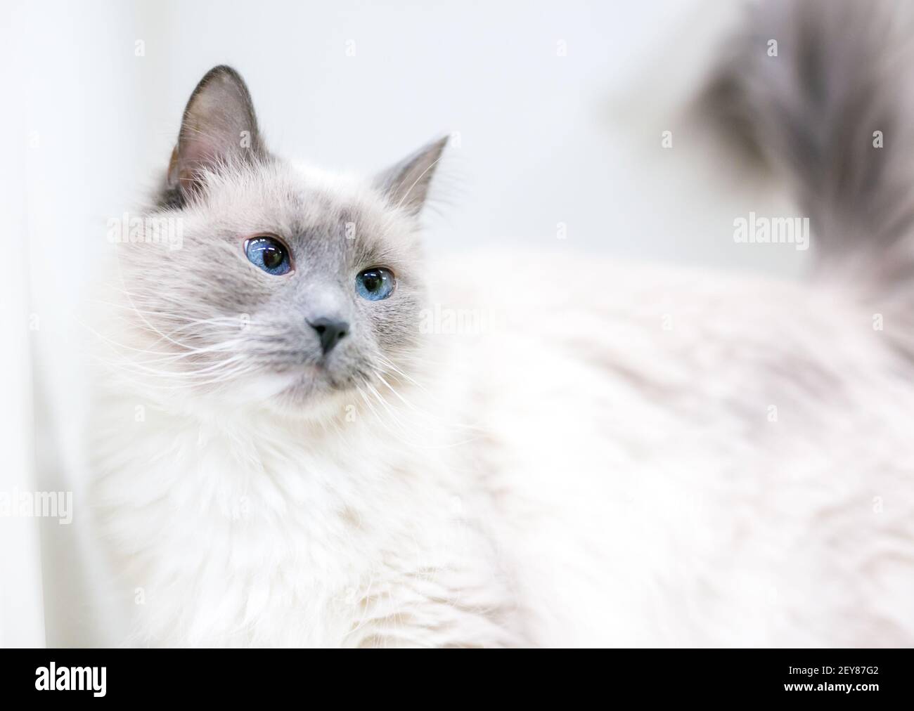 A cross-eyed Birman cat with lilac point markings and blue eyes Stock Photo