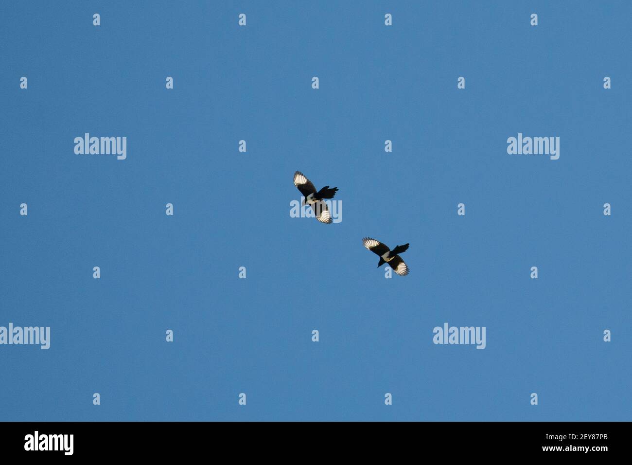 Magpies (pica pica) flying across blue sky - UK Stock Photo