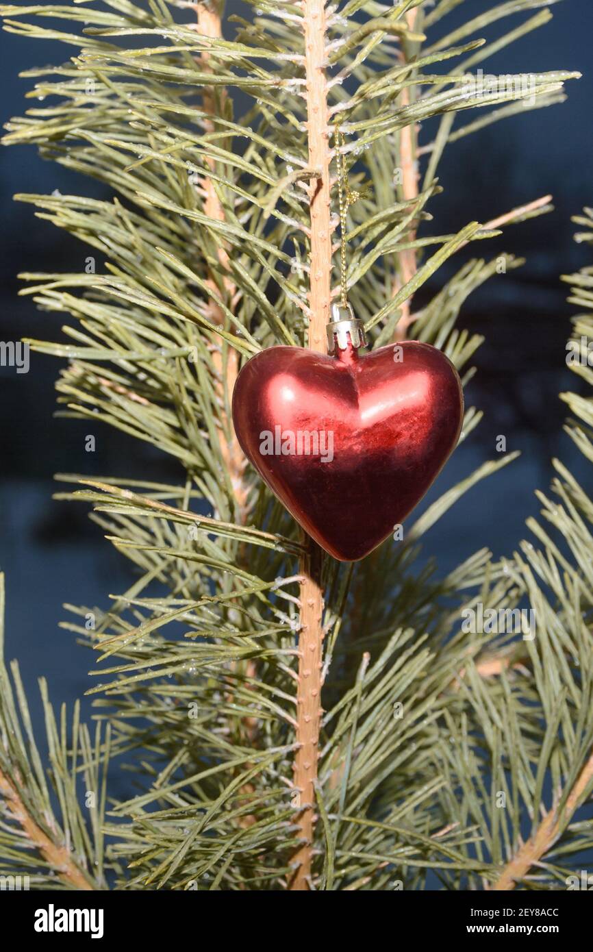 Christmas tree with toy in shape of heart on street at night. Close-up selective focus. Stock Photo
