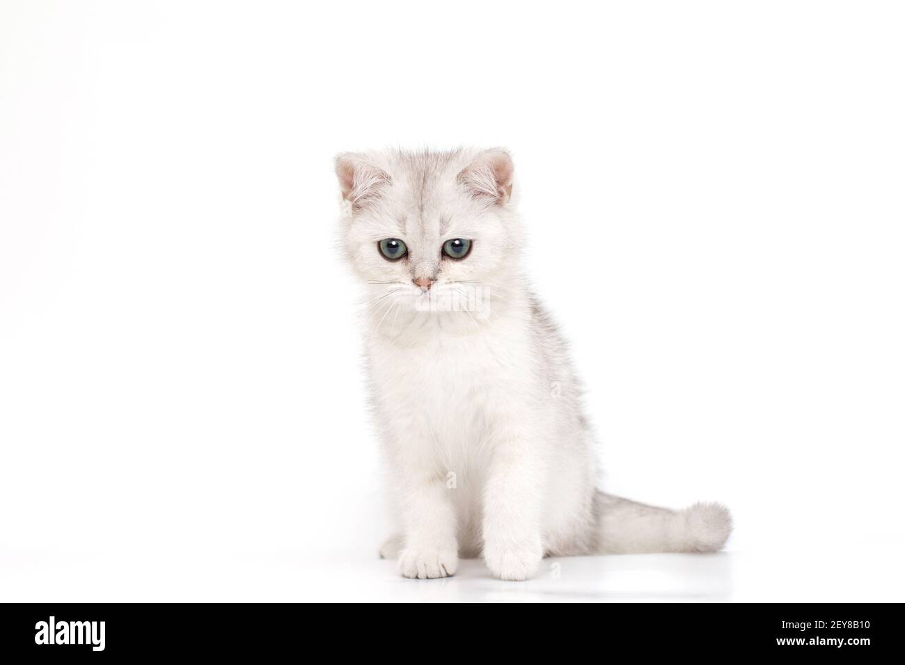 Beautiful calmy white with gray kitten of British breed sits looks down Stock Photo