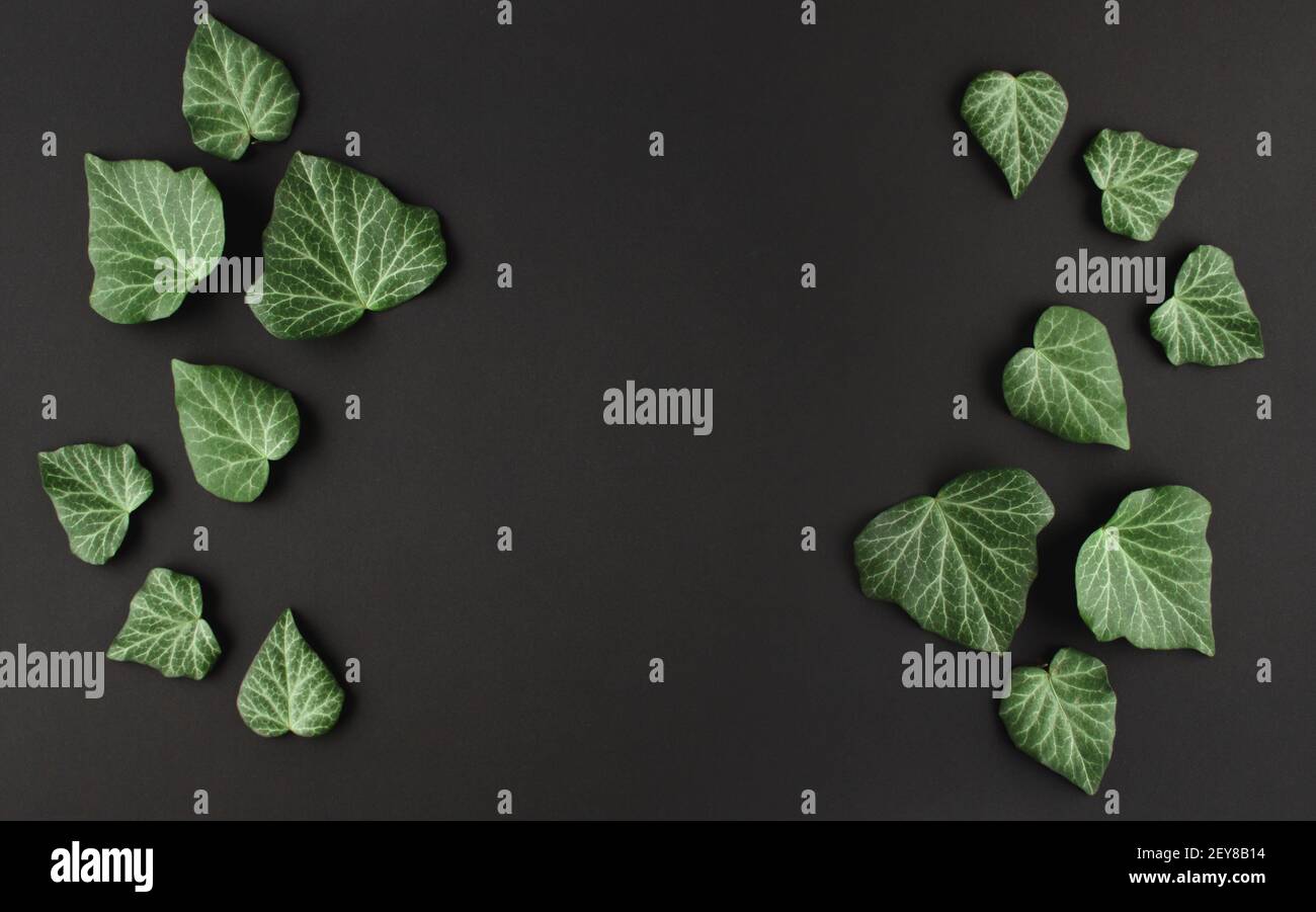 Green ivy leaves on black background. Space for text Stock Photo