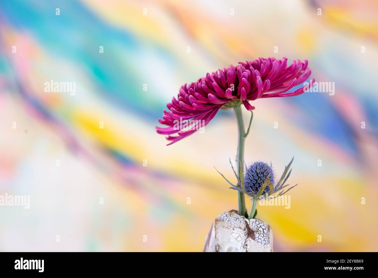 Flower in rustic white vase on colored background Stock Photo
