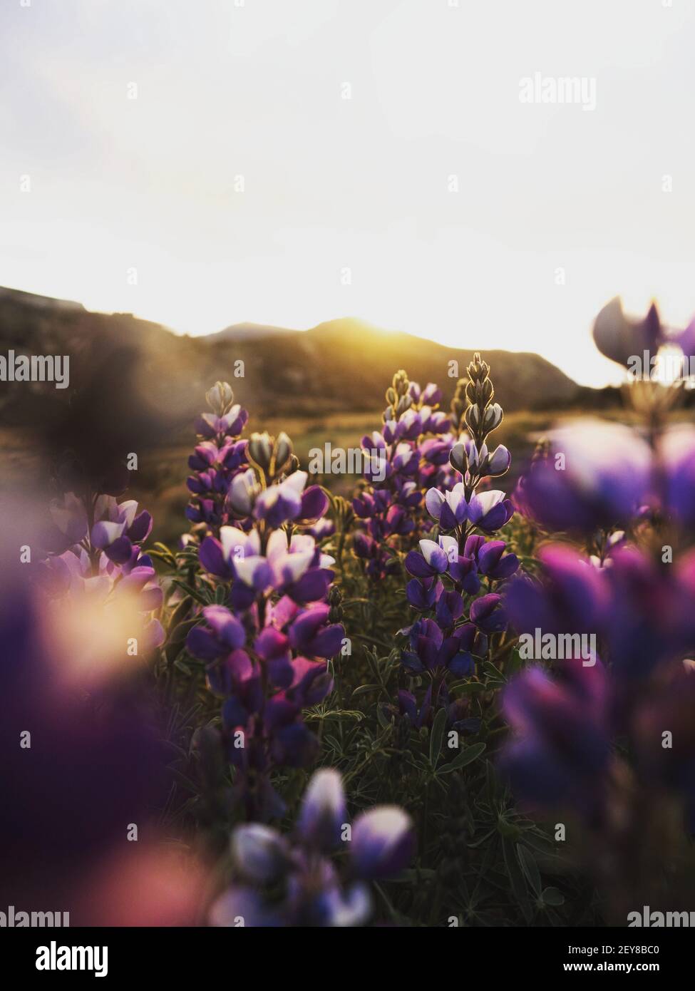 Closeup detail of purple blue andean mountain flower plant lupin tarwi ...