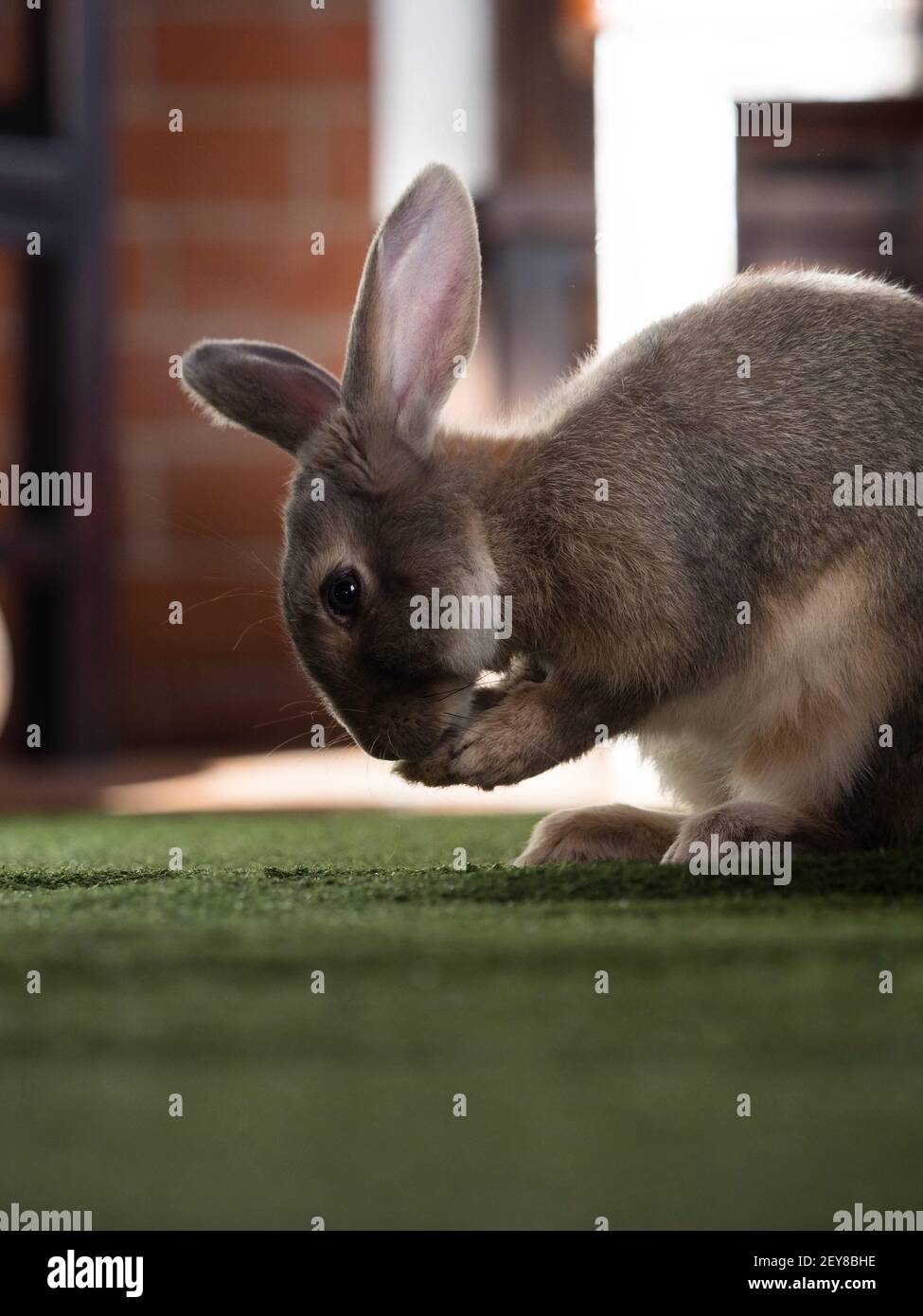 Rabbit, binky, pet hires stock photography and images Alamy