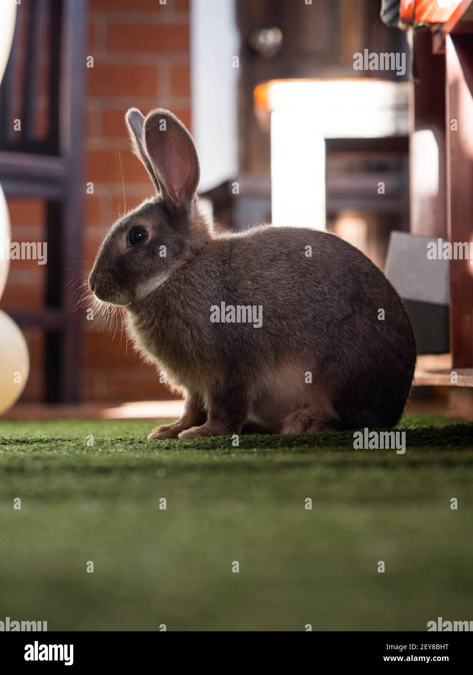 Closeup portrait of cute fluffy brown domesticated rabbit bunny sitting ...