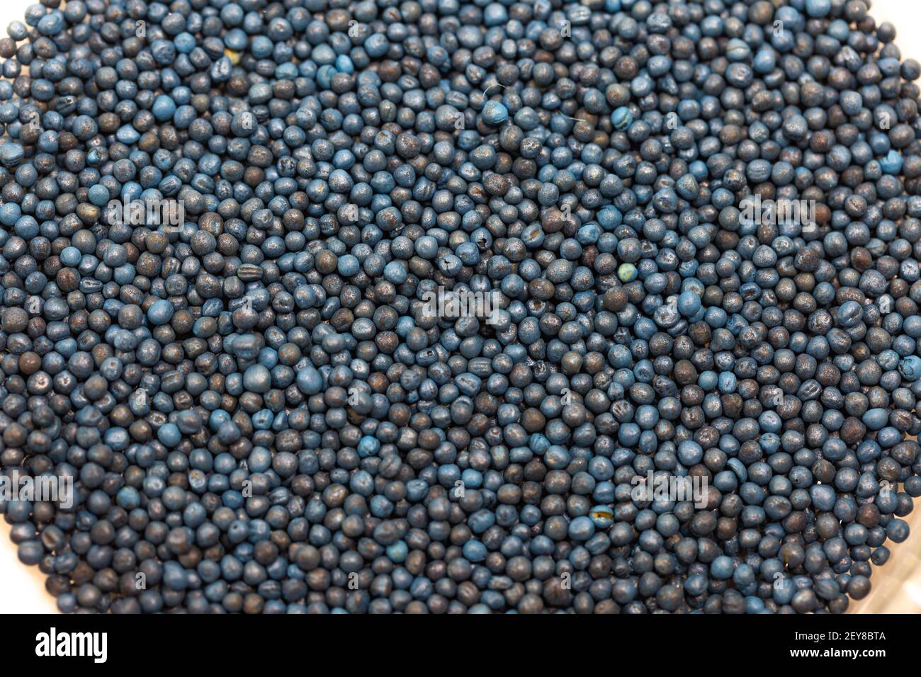 Macro. Processed blue-coated rapeseed seeds in a petri dish in the lab ...