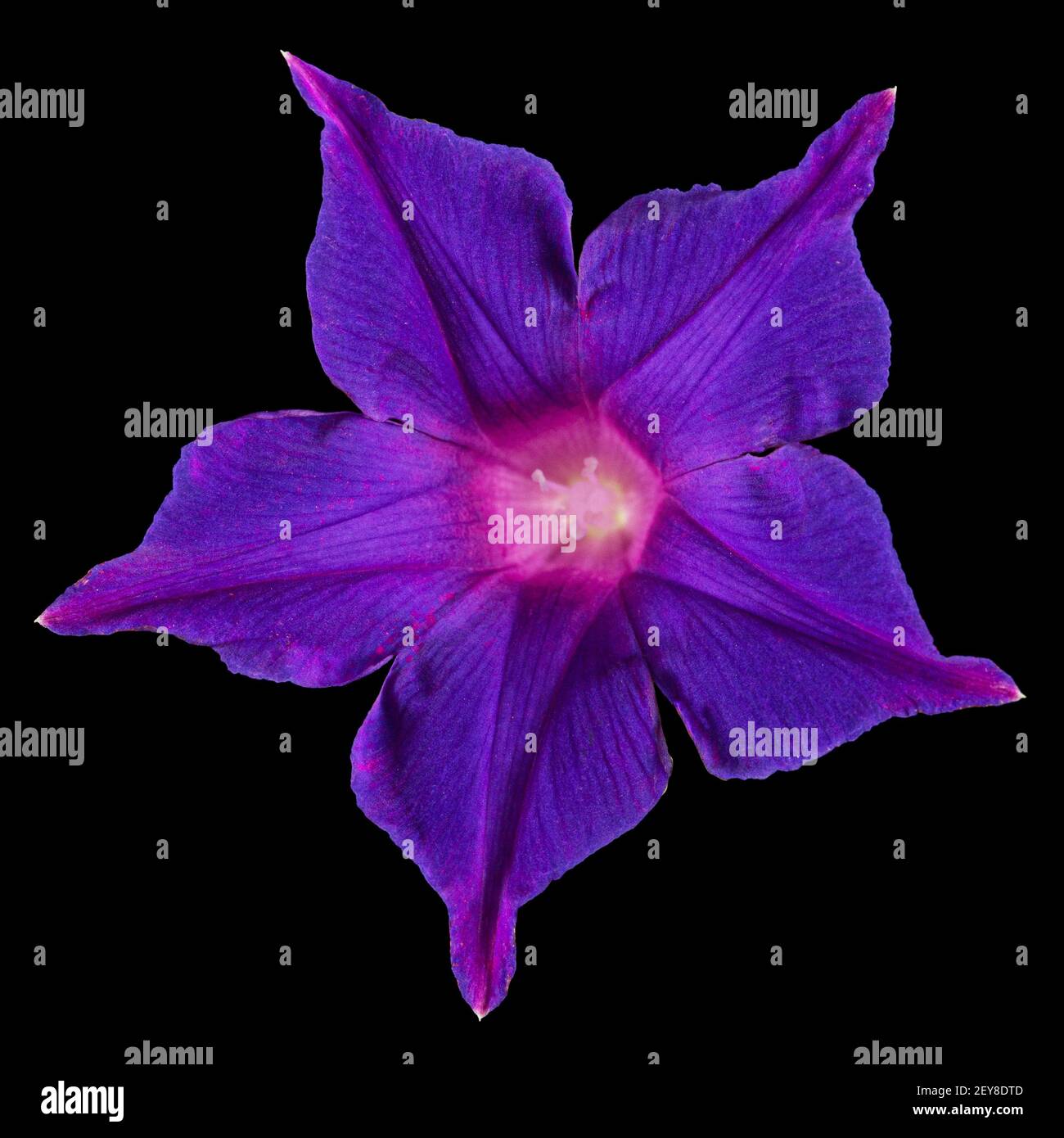 Violet flower of ipomoea, Japanese morning glory, convolvulus, isolated on black background Stock Photo
