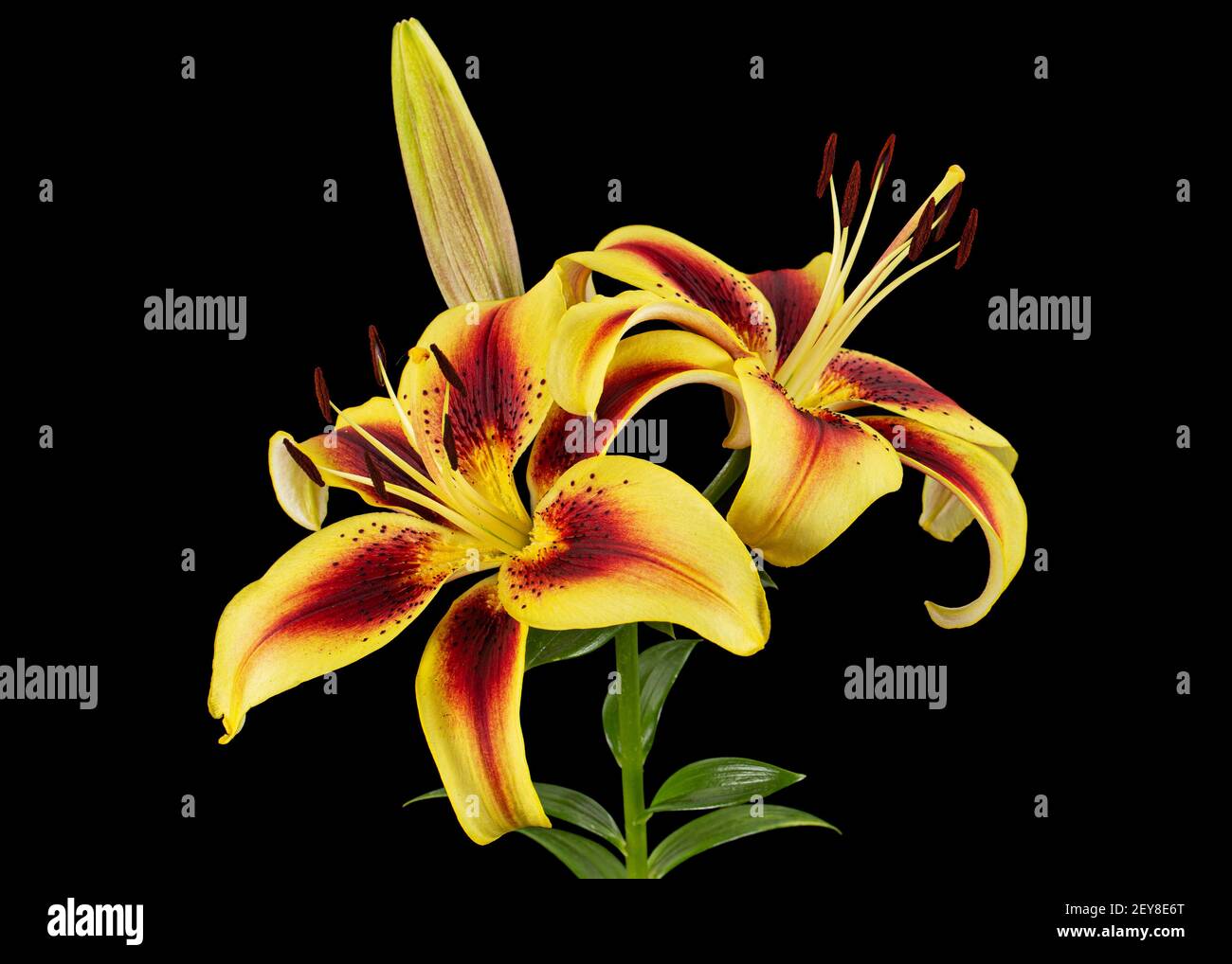 Yellow-burgundy flower of lily, isolated on black background Stock Photo