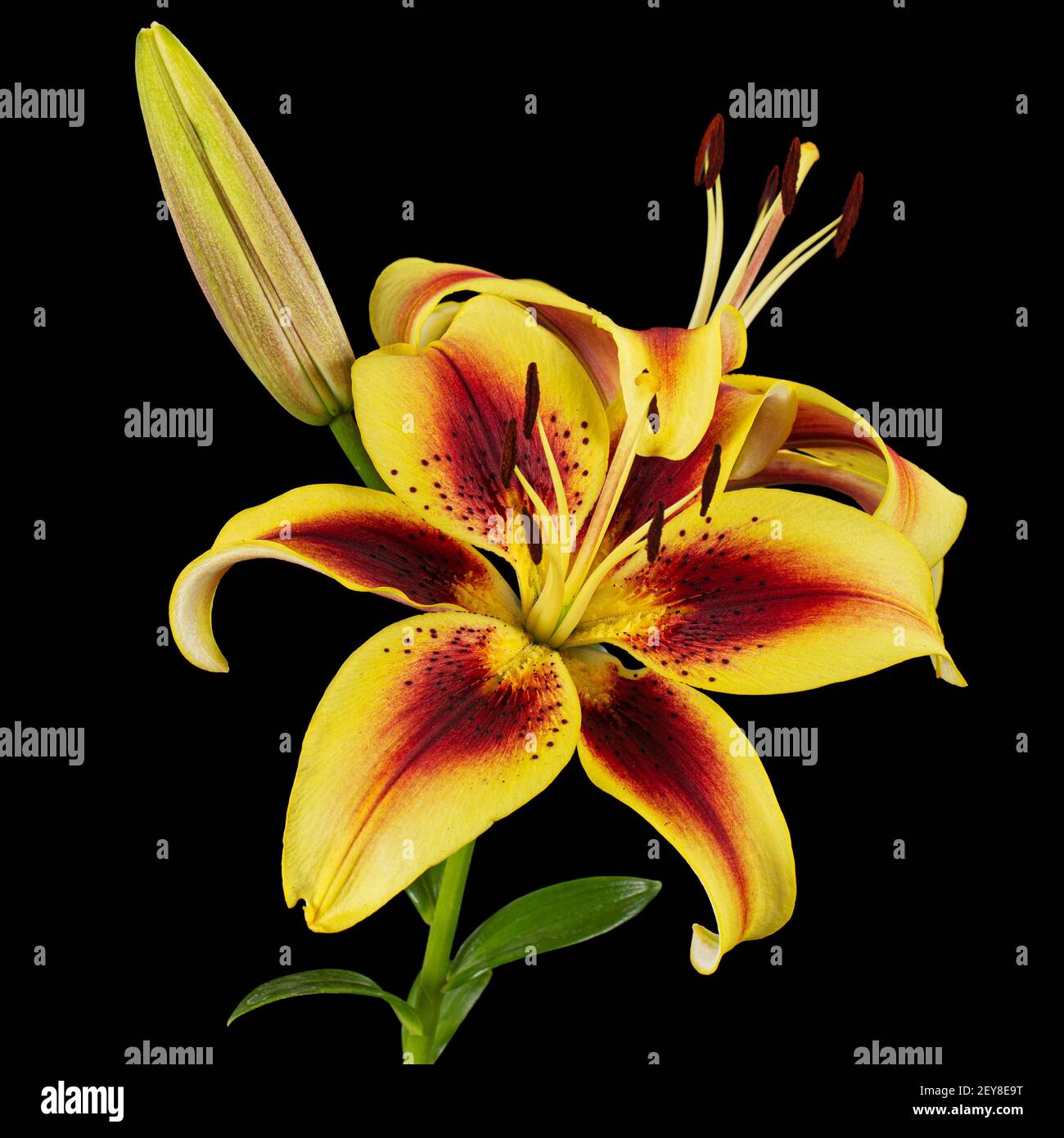 Yellow-burgundy flower of lily, isolated on black background Stock Photo