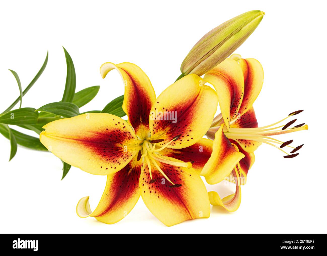 Yellow-burgundy flower of lily, isolated on white background Stock Photo
