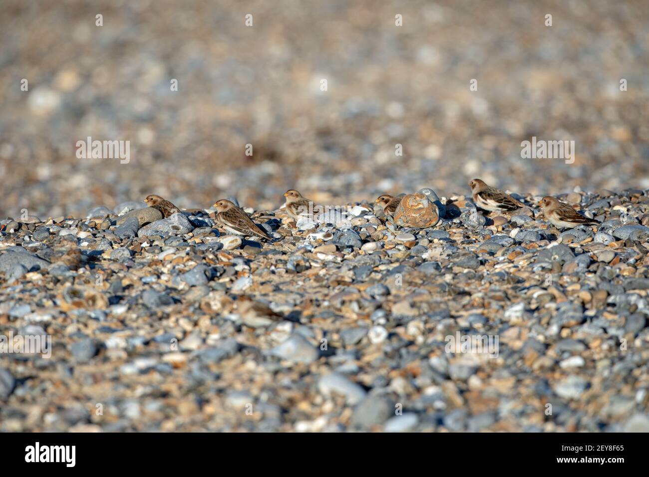 Snow Buntings (Plectrophenax nivalis). Overwintering small flock of six, on a pebble beach, Happisburgh, Norfolk. Stock Photo