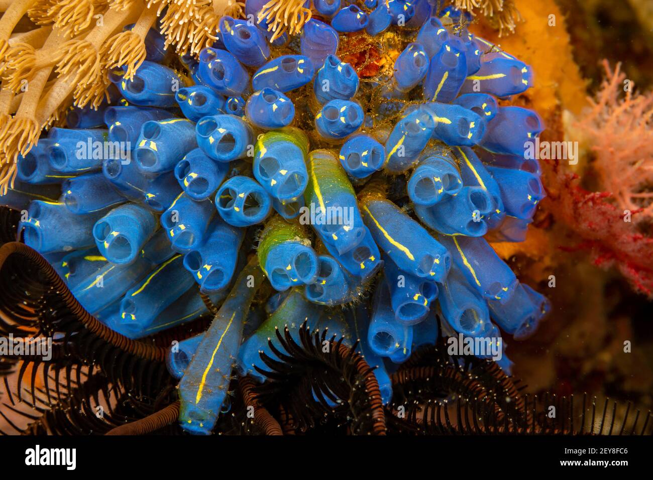 A colony of tunicates, Clavelina robusta, also known as sea squirts, or ascidian, Philippines. Stock Photo