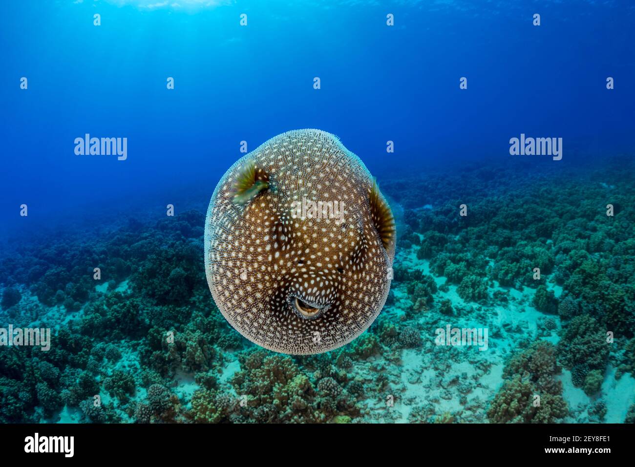 This Guieafowl Pufferfish, Arothron meleagris, is inflated with water in open ocean as a defensive move for protection, Hawaii. Stock Photo