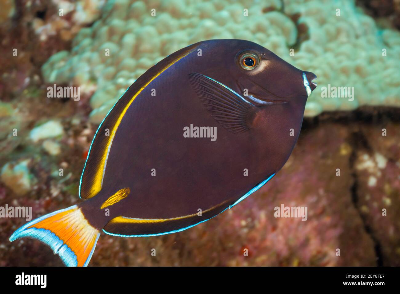 This unique hybrid surgeonfish can occasionally be found in Hawaii. It is a cross between an achilles tang, Acanthurus achilles, and a goldrim tang, A Stock Photo