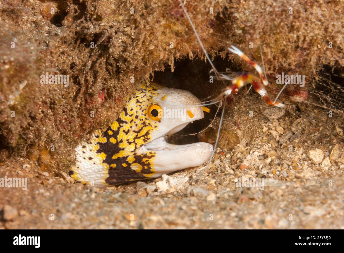 This snowflake moray eel, Echidna nebulosa, shares a spot on the reef with a banded boxer shrimp, Stenopus hispidus, Hawaii. Stock Photo