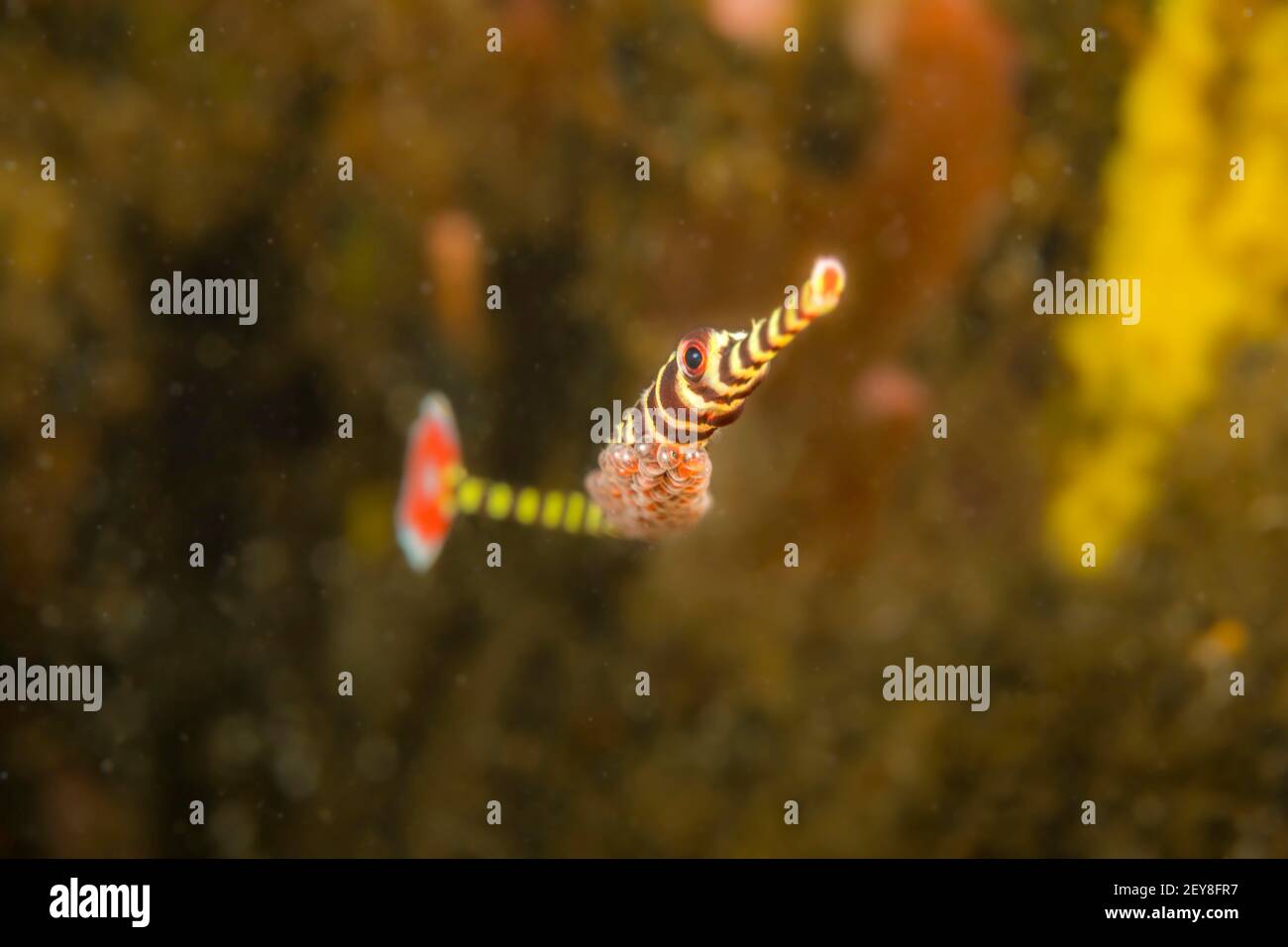 This male banded pipefish, Dunckerocampus dactyliophorus, is pictured with eggs that are developed enough to see the young eyes, Dumaguete, Philippine Stock Photo