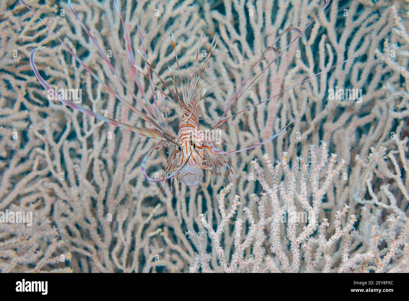 This juvenile lionfish, Pterois volitans, is pictured in front of a huge gorgonian fan, Philippines. Stock Photo