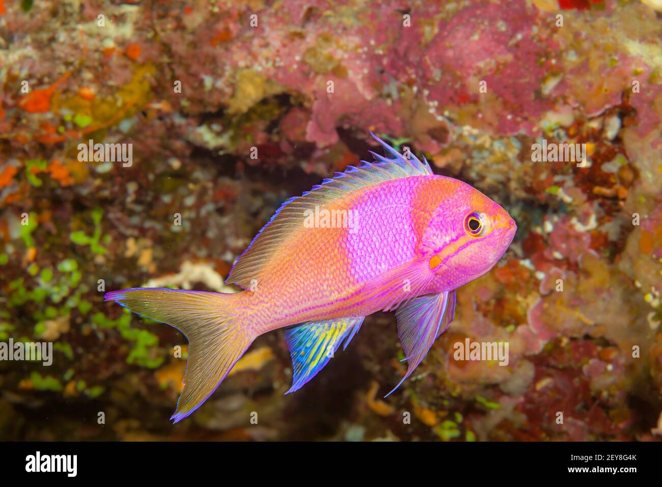 Squarespot anthias or basslet, Pseudanthias pleurotaenia, Fiji. Stock Photo