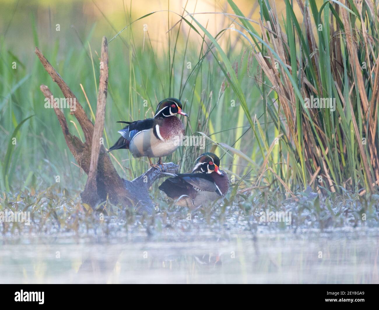 A pair of male wood ducks, Aix sponsa, on a misty morning. Stock Photo