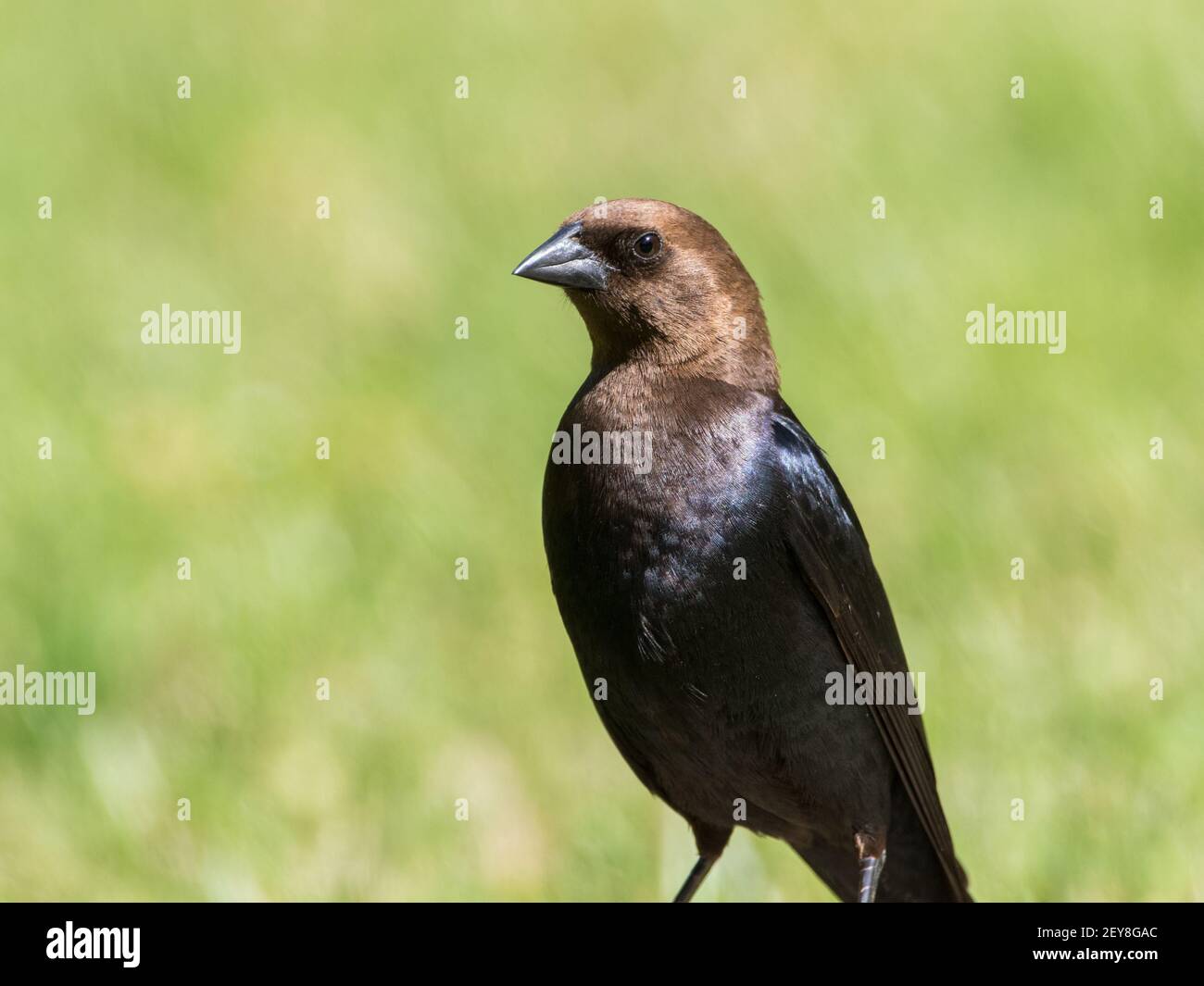 Portrait of a male brown-headed cowbird, Molothrus ater. Stock Photo