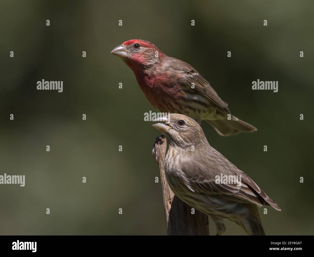 A pair of house finches, Haemorhous mexicanus. Stock Photo