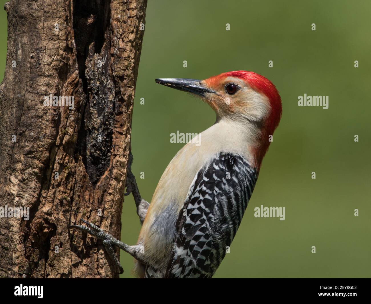 Portrait of a male red-bellied woodpecker, Melanerpes carolinus. Stock Photo