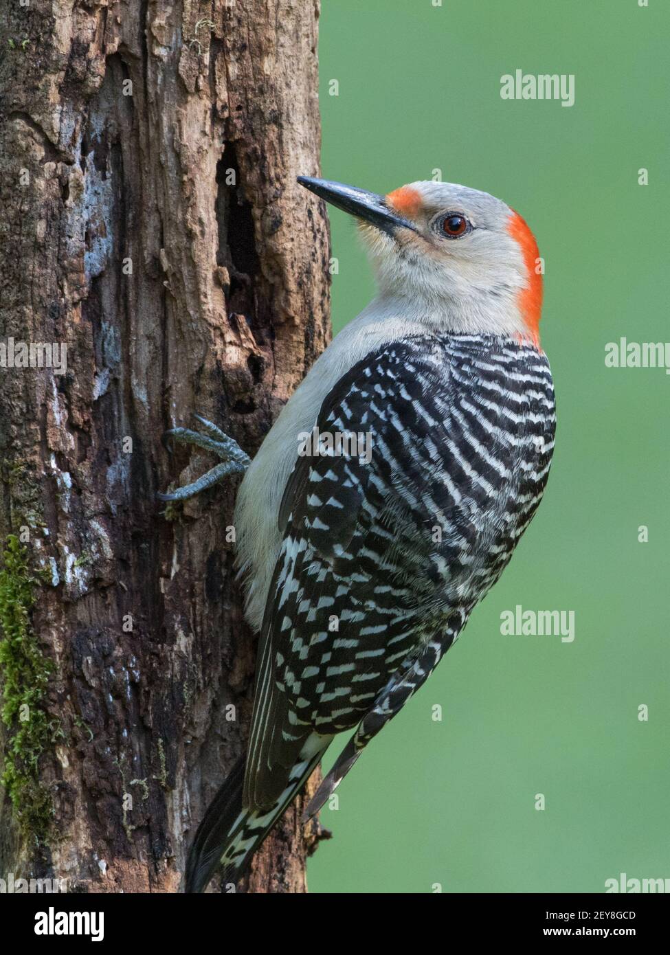 Portrait of a female red-bellied woodpecker, Melanerpes carolinus. Stock Photo