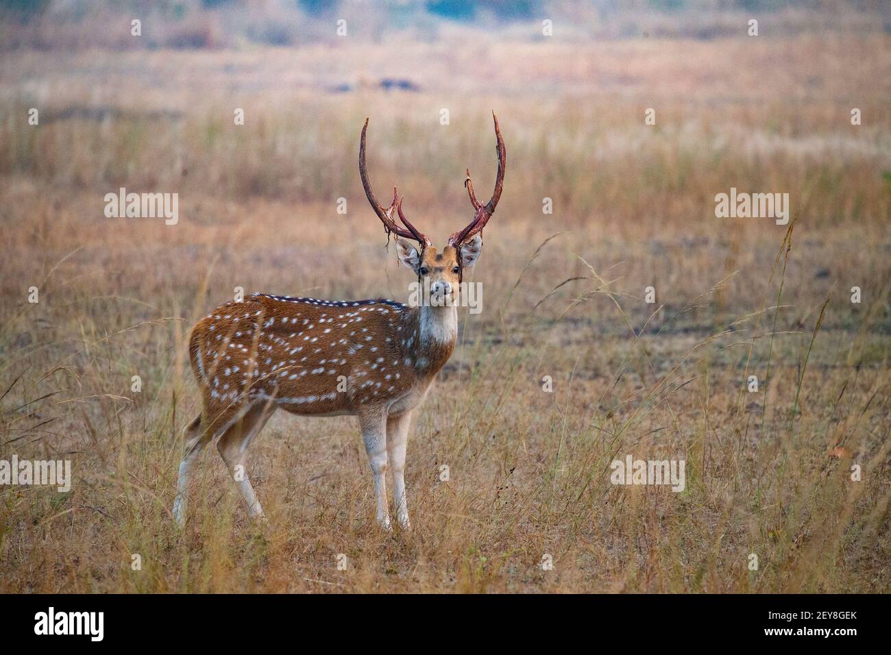 Spotted Deer (Axis axis), buck Stock Photo Alamy
