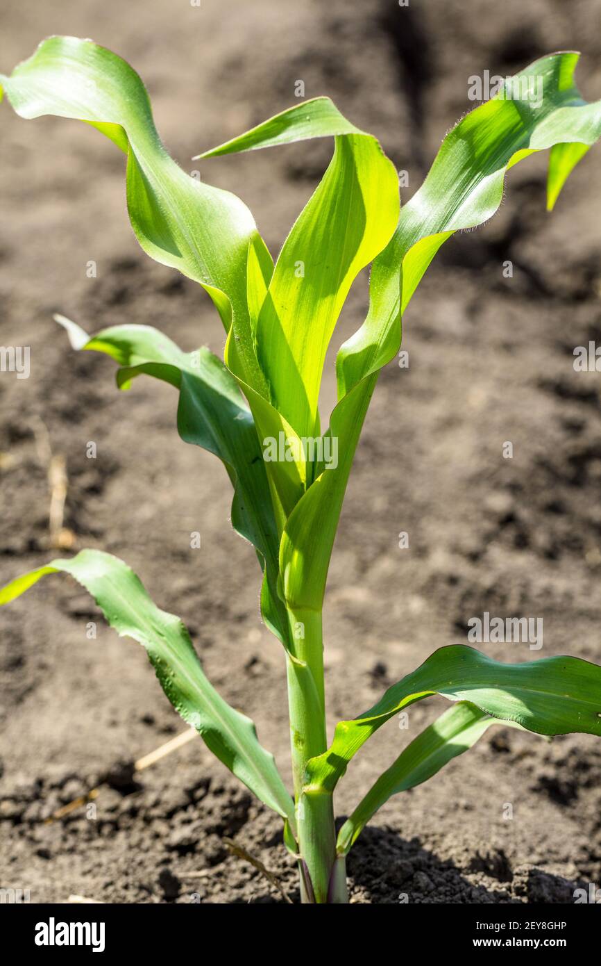 Green field of young corn with clean rows Stock Photo - Alamy