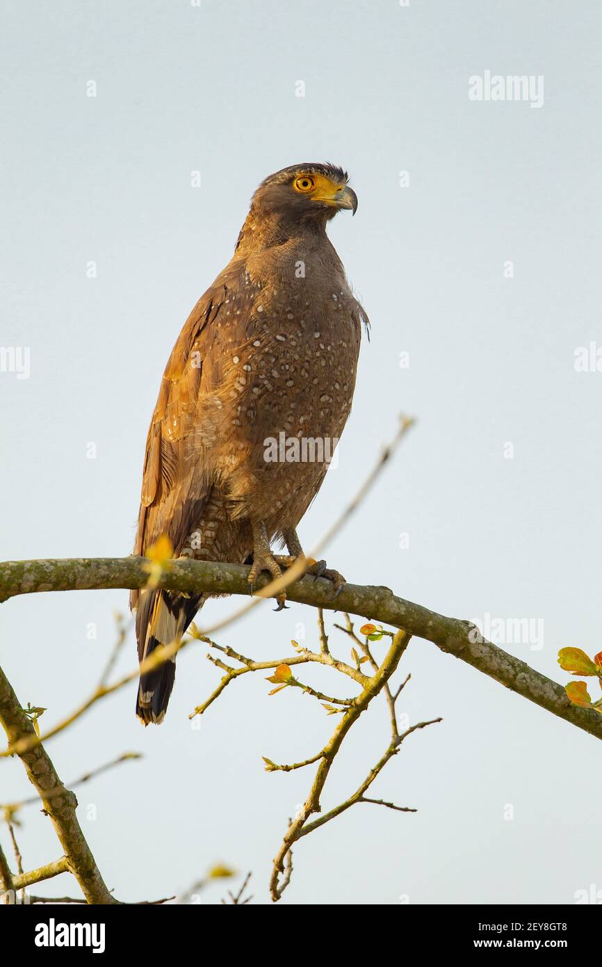 Crested Serpent Eagle (Spilornis cheela) Stock Photo