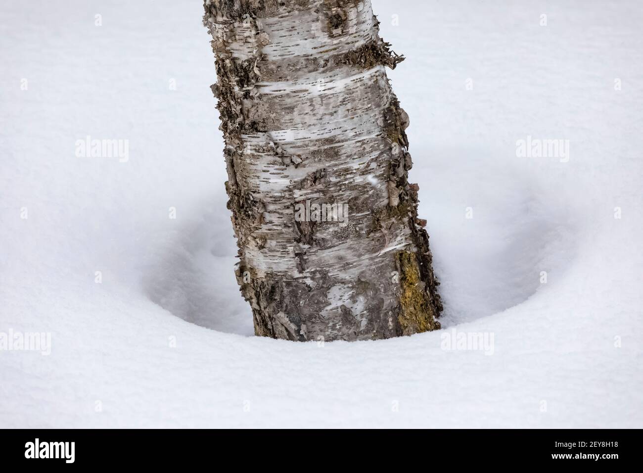 Tree well around base of Paper Birch, Betula papyrifera, during a snowy