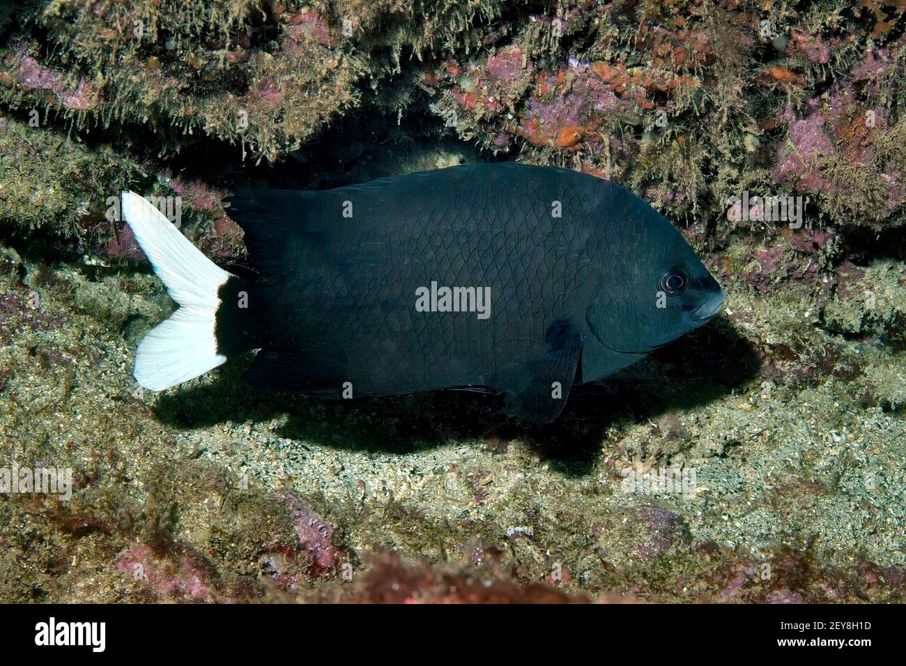 Cape Damsel, Black White Damselfish, "Similiparma hermani", Palmeira, Sal Island, Cabo Verde, imp Stock Photo