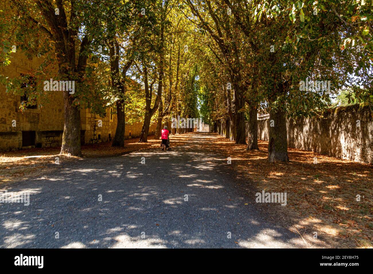 A woman in bright pink clothes pushing a pushchair in a park at sunset Stock Photo