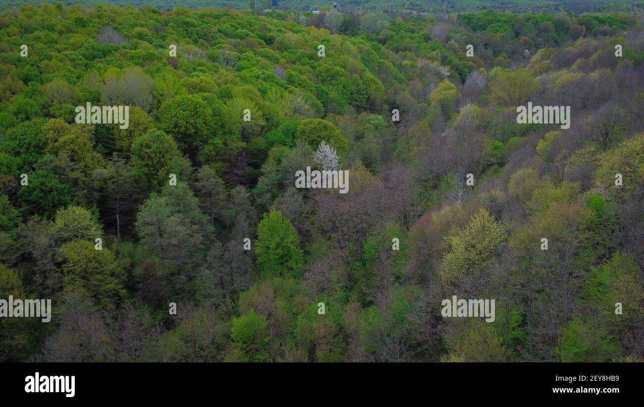 An aerial view of mountains covered in forests in a park Stock Photo ...