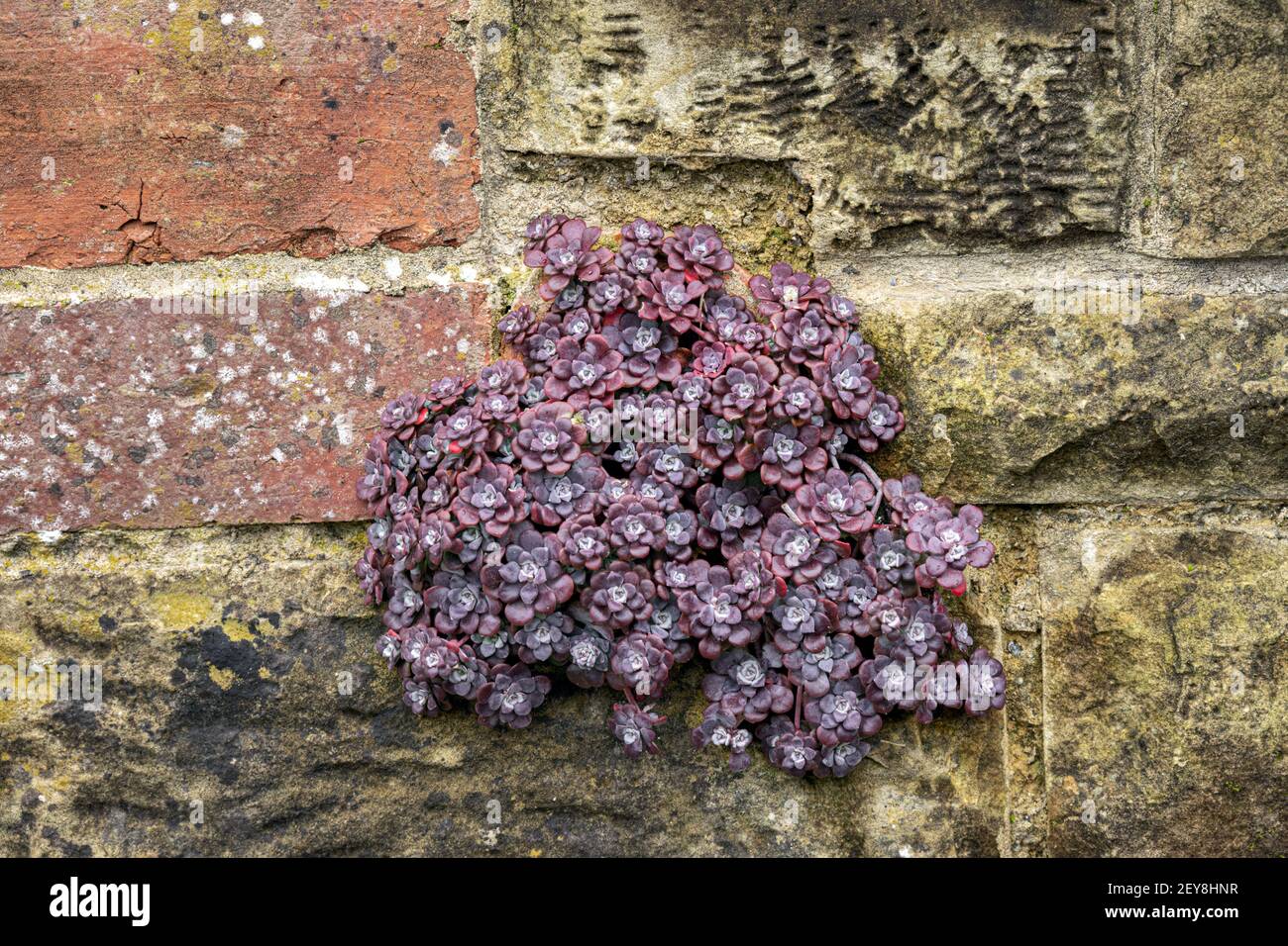 Sedum spathulifolium 'Purpureum', also know as Purple Broadleaf Stonecrop growing on a stone wall Stock Photo