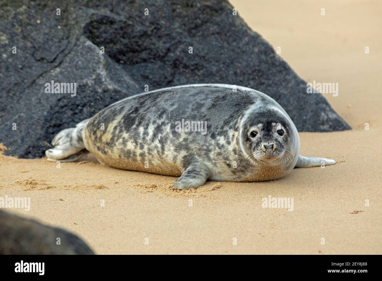Grey Seal (Halichoerus grypus). Grown on pup, juvenile, immature young of the season. Resting alongside sea defence re-located rock.Waxham,Norfolk. UK Stock Photo