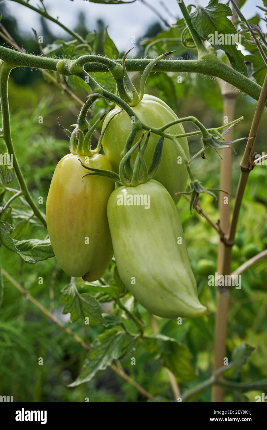 Bell peppers growing in garden hi-res stock photography and images - Alamy