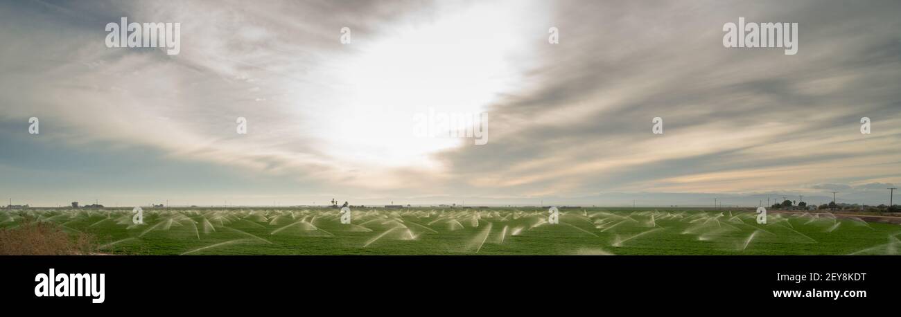 Sun Warms Agricultural Field Farm Crop Irrigation Sprinklers Stock Photo