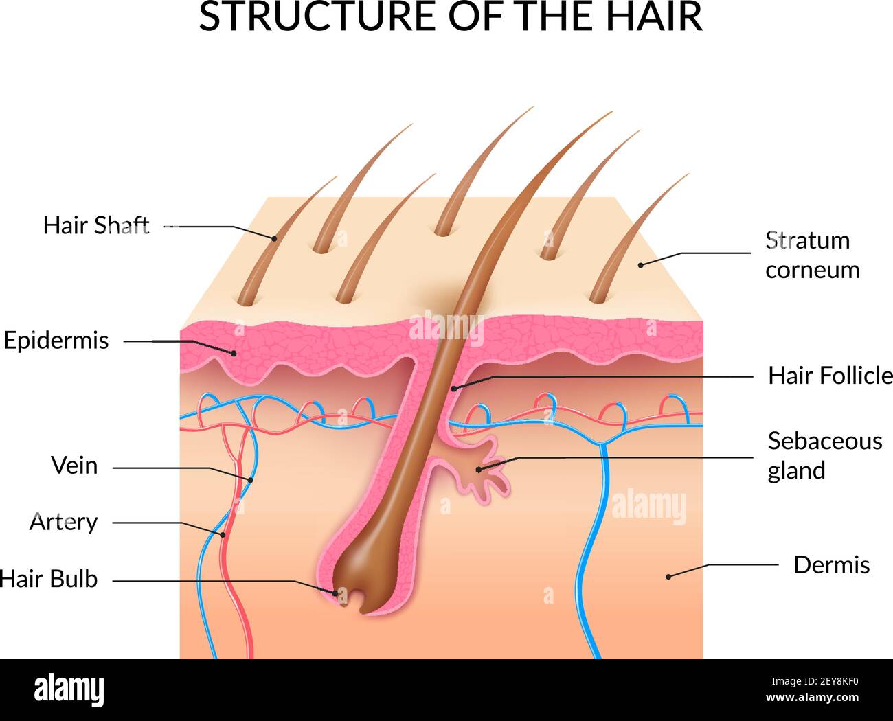 The histological structure of hair follicles  Download Scientific Diagram