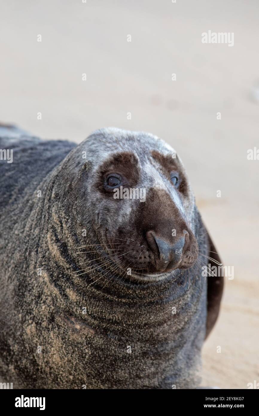 Grey Seal Halichoerus grypus. Adult male,or Bull. Close up of head showing facial features details. Roman forehead nose nostrils eyes have dry sand Stock Photo